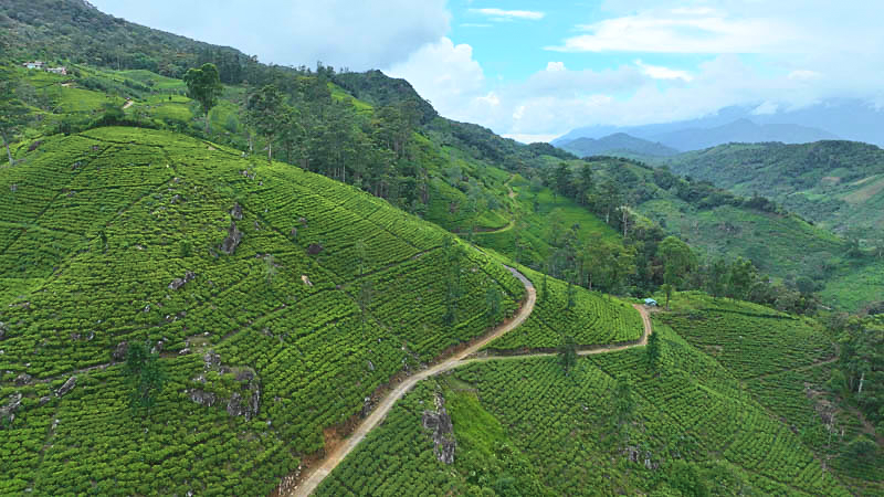 Tea gardens at Pettiagalla Estate, Balangoda, Uva, Sri Lanka